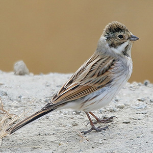 Reed Bunting